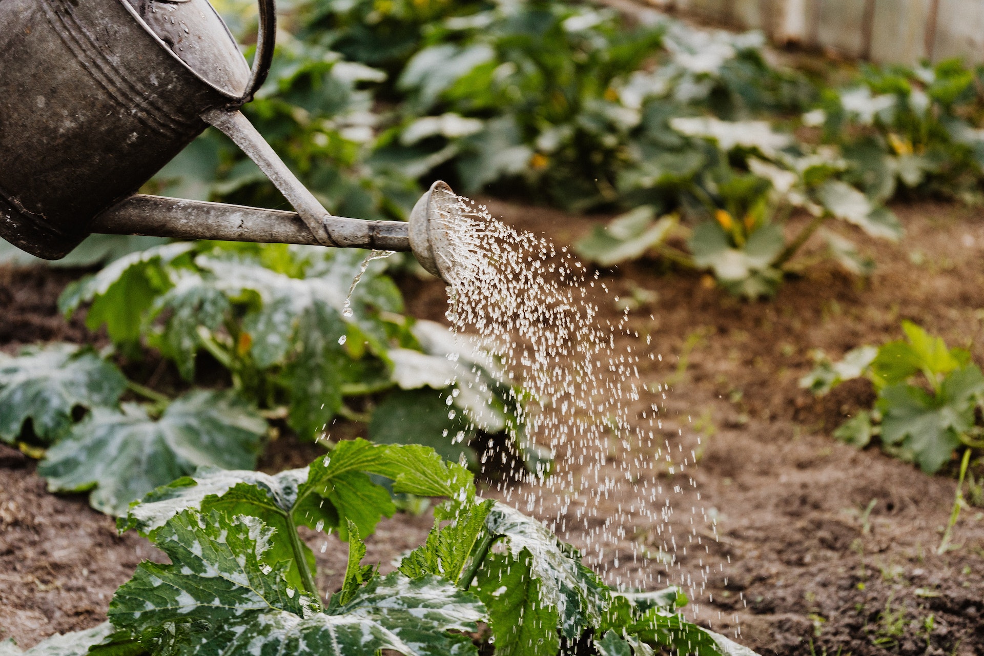 Close-up of water streaming from a vintage watering can onto a lush vegetable garden with healthy green plants.