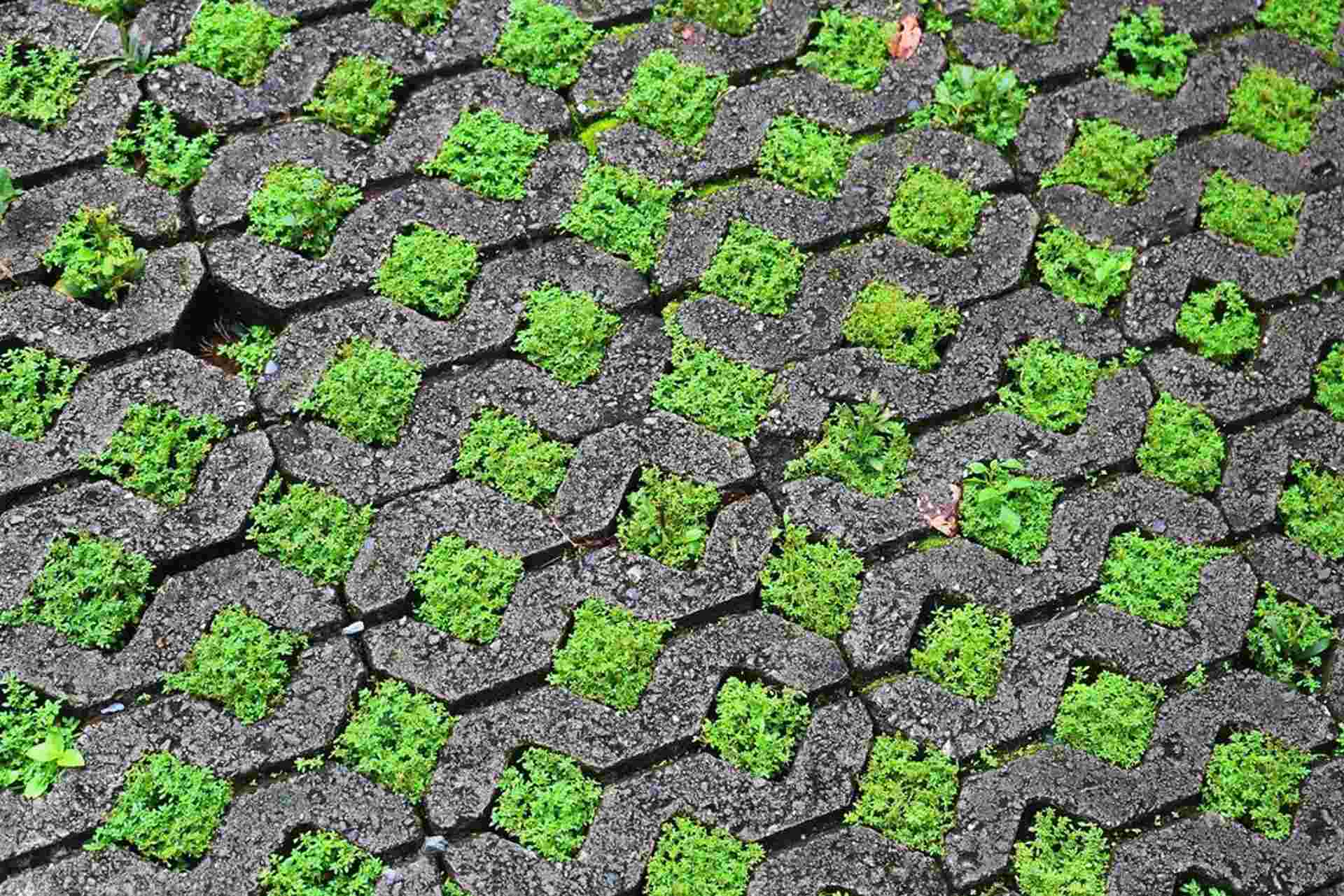 Close-up of interlocking pavement blocks with vibrant green moss growing in the gaps, highlighting an eco-friendly pavement design.