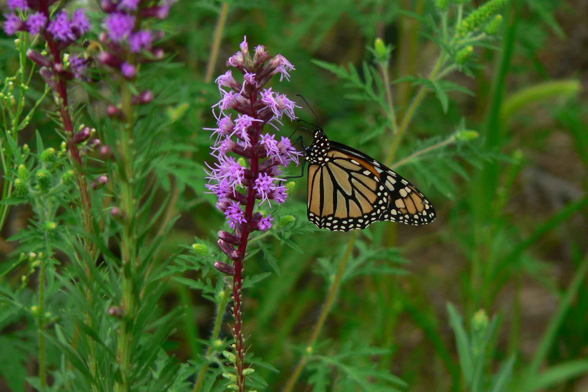 "A Monarch butterfly with its distinctive orange and black patterned wings feeding on a cluster of purple flowers amidst a green foliage background