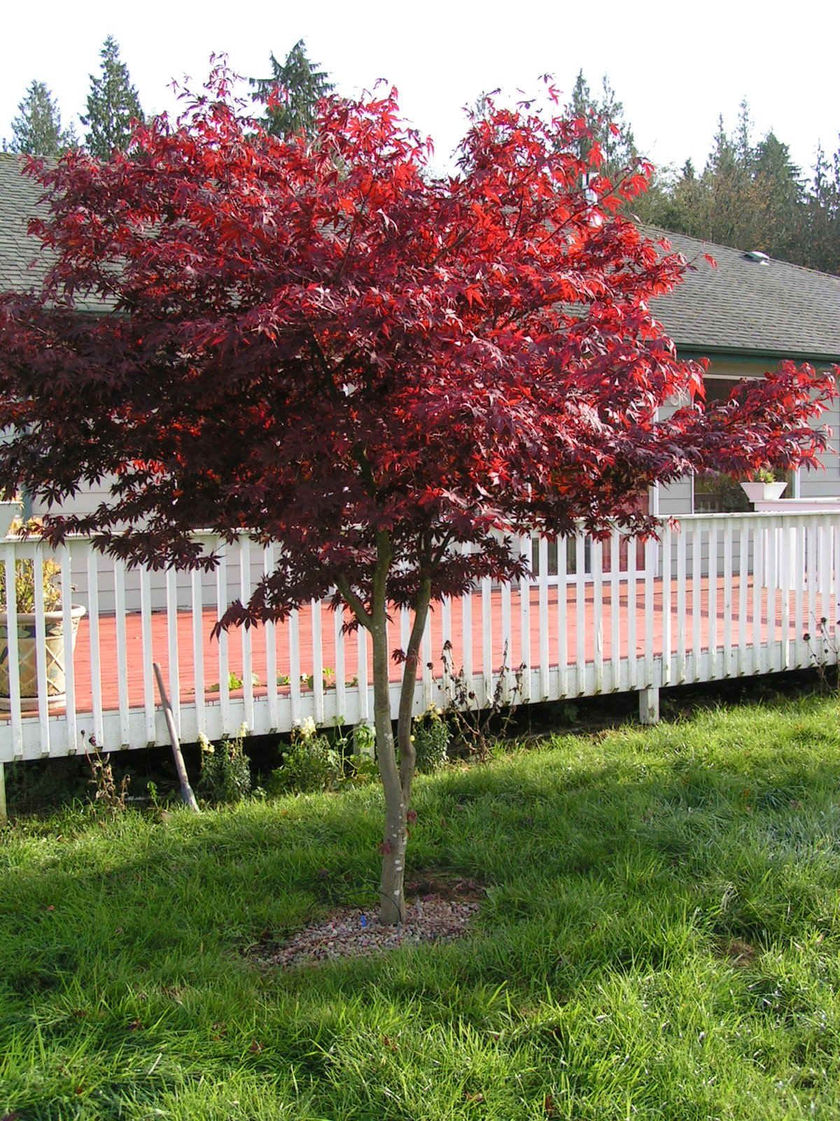 Red maple tree in a backyard full of grass and deck behind it